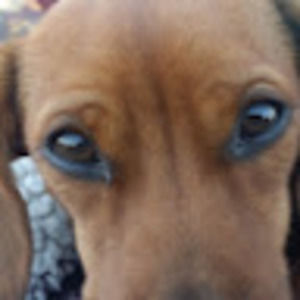 Meet your Posher, Susan